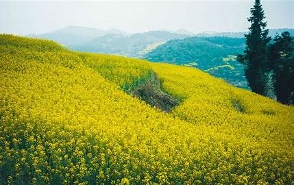 去云南罗平旅游,周边游玩的景点有哪些呢?