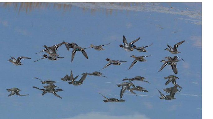 东方白鹳现身青岛了吗？