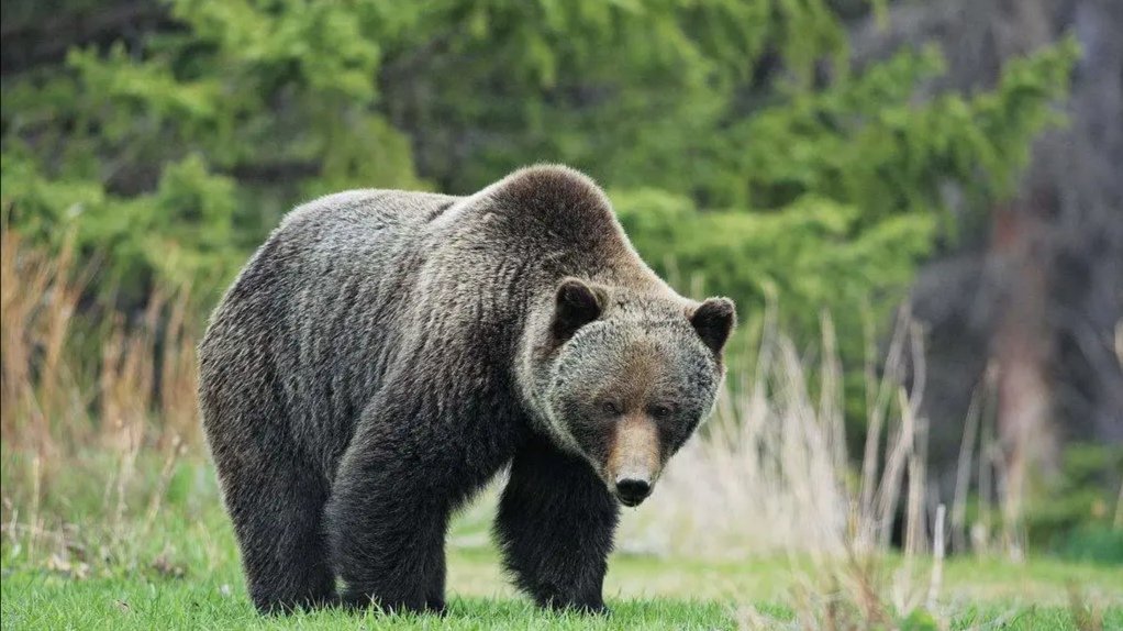 四川石渠距离县城10公里处再次发现棕熊,它的杀伤力有多强?