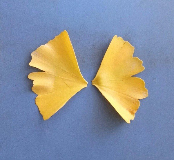 如何用银杏树叶做出好看的贴画？