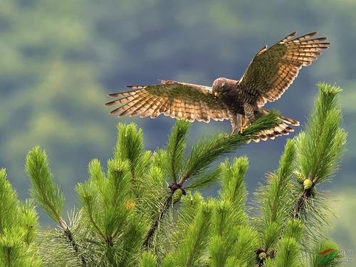 小学生发现农夫山泉有错误，“这只鸟不是松雀鹰”，农夫山泉对此有何回应？