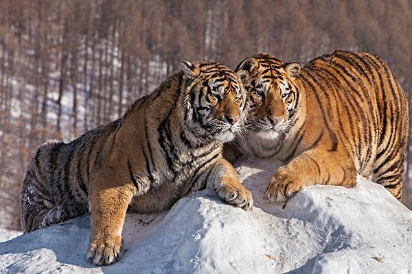 进村的野生东北虎已送至饲养繁育中心，老虎的状态如何？