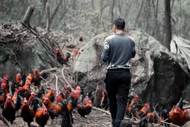 52岁的“三德子”赵亮成养鸡大户,他带领乡亲们做出了哪些贡献?