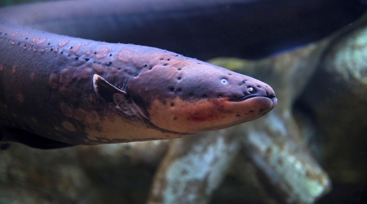 本人想养条鱼电鳗和肺鱼哪个好？