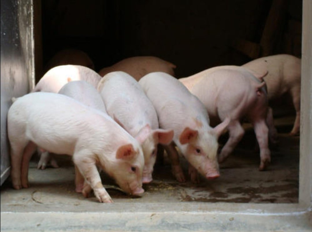 刘永好称明年猪肉价格将恢复正常,他的话可信吗?