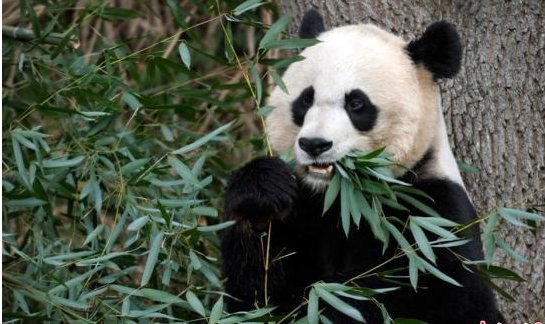 被传＂受虐＂旅美大熊猫现状如何？