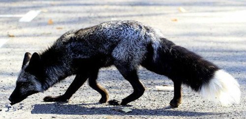 罕见银黑狐现身北京门头沟,这只黑狐到底从何而来?