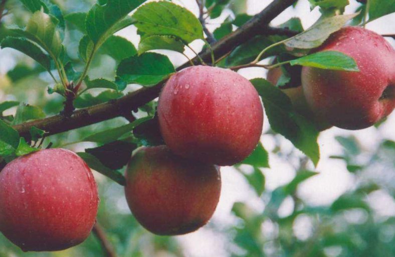 苹果单词的复数怎么写?