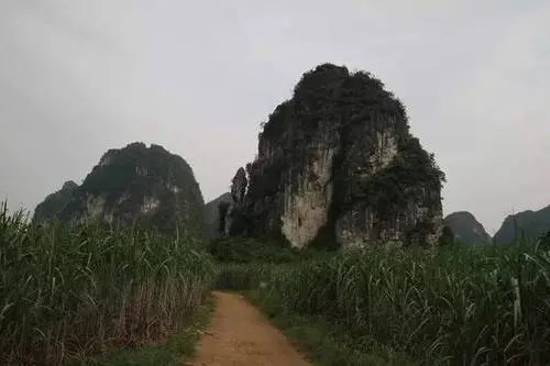 我国两种长臂猿正式宣布野外灭绝,它们对生存环境的要求有多严苛?