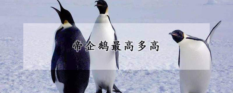 帝企鹅最高多高
