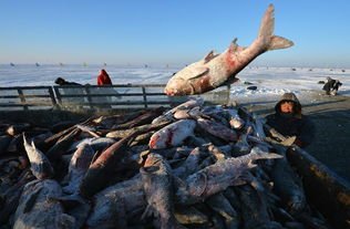 查干湖冬捕头鱼卖出2999999元,买头鱼究竟有何寓意?