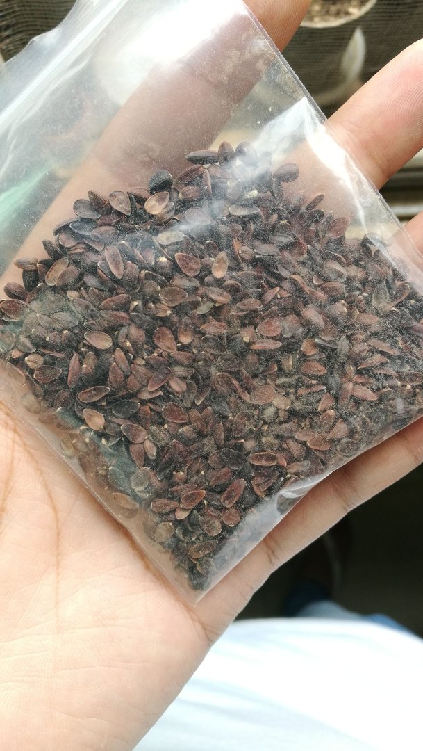 谁知到麻黄草的种子是什么样子的最好带上图片谢谢！