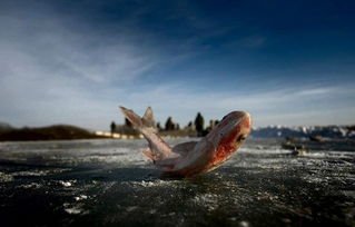 查干湖冬捕头鱼卖出2999999元,买头鱼究竟有何寓意?