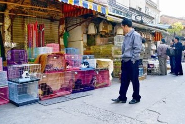 沈阳地区宠物交易市场都有哪几个地方