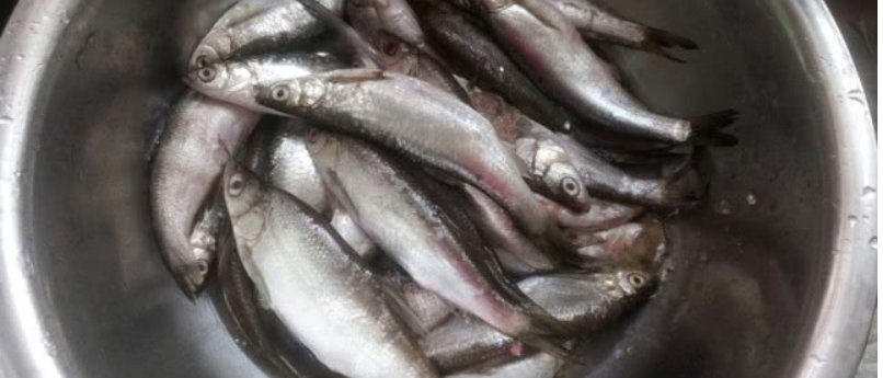 翘嘴鱼叫什么名字