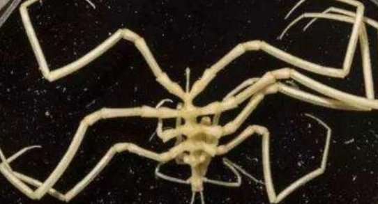 真实拍到的10大巨型不明生物