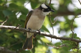 鸟类白头翁什么样子