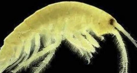 真实拍到的10大巨型不明生物