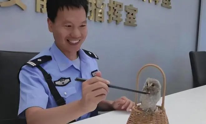 猫头鹰一家3口在南京相继中暑,网友们是如何评价这件事的?