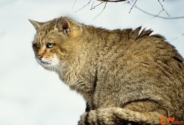 亚洲金猫的生活习性