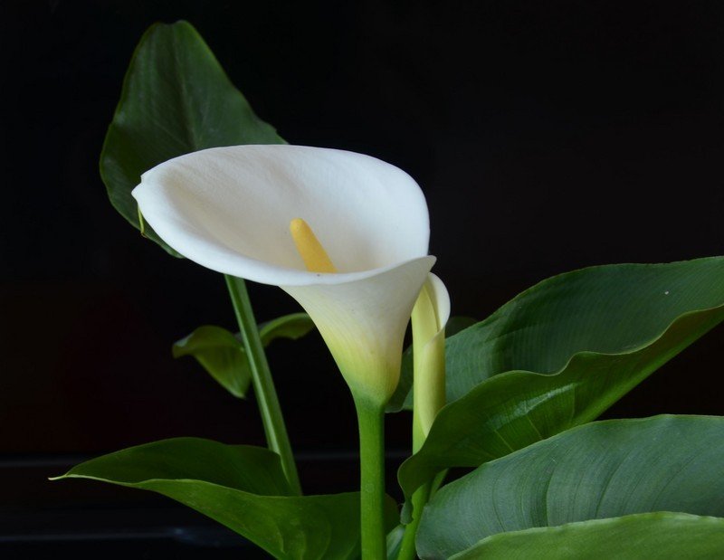 马蹄莲适合在卧室里养吗?