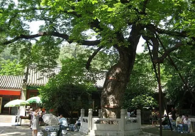 后人乘凉的上一句是什么?