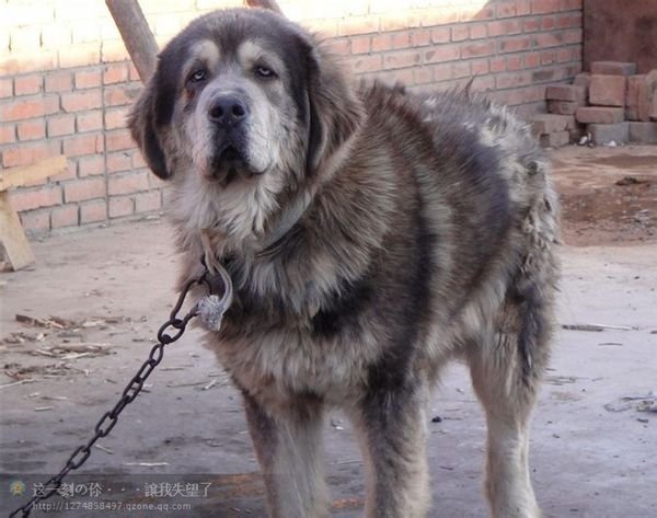 鬼面獒与鬼獒的不同