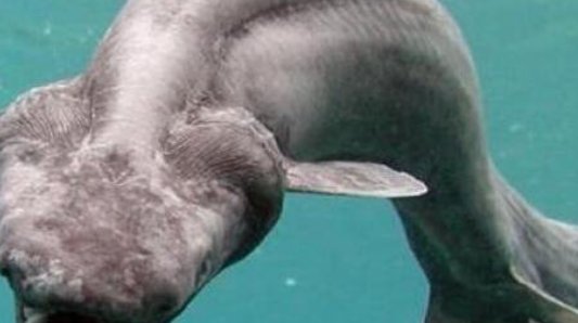 真实拍到的10大巨型不明生物