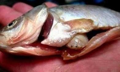 马步鱼（针鱼）嘴里的寄生虫是什么啊？