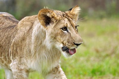 湖南景区一游客执意接触幼狮致展出结束，该名游客缺乏哪些素质涵养？