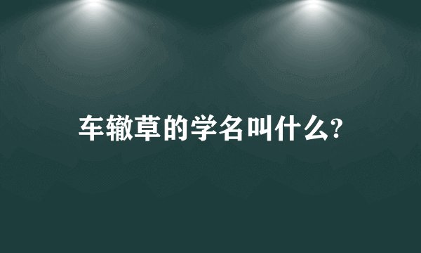车辙草的学名叫什么?