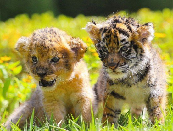 湖南景区一游客执意接触幼狮致展出结束,该名游客缺乏哪些素质涵养?