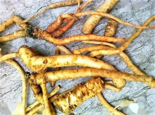 有一植物叫卢兰是什么样子？