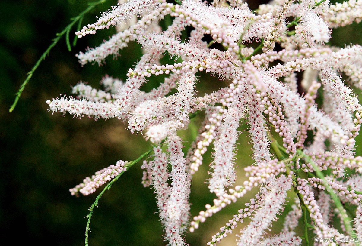 你知道什么是‘西河柳’吗,它有什么药用价值?