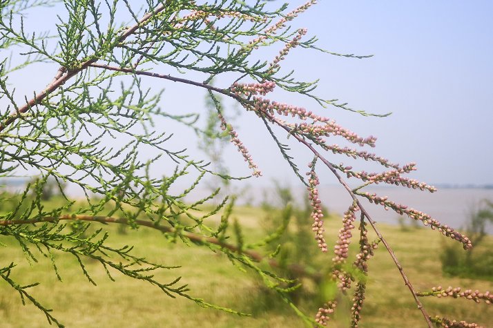 你知道什么是‘西河柳’吗,它有什么药用价值?