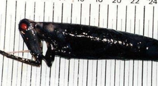 真实拍到的10大巨型不明生物