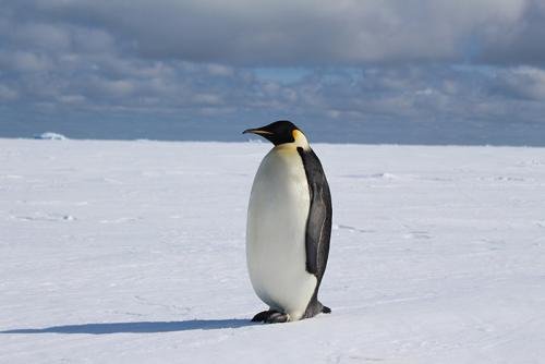 企鹅的种类和种类的图片