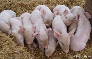 造成母猪妊娠期出现流产的原因是什么?应该如何预防?