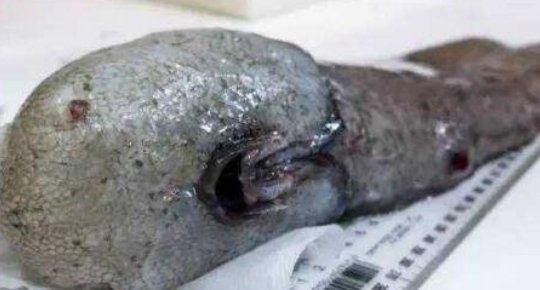 真实拍到的10大巨型不明生物