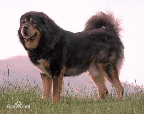 獒和犬的区别是什么？