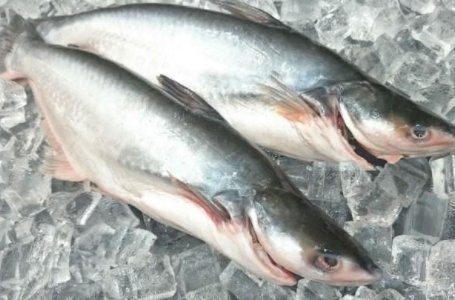 医生说巴沙鱼为什么不能吃？