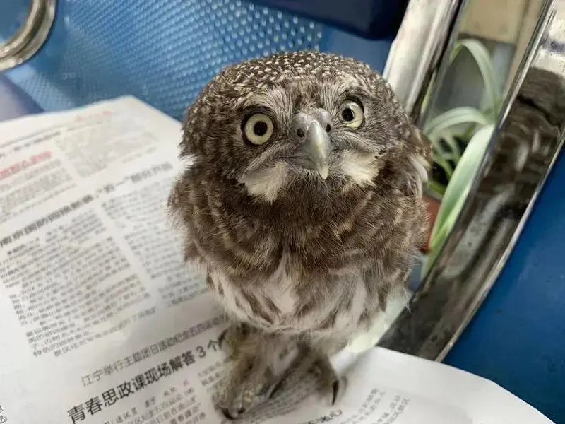 猫头鹰一家3口在南京相继中暑,网友们是如何评价这件事的?