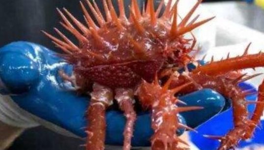 真实拍到的10大巨型不明生物