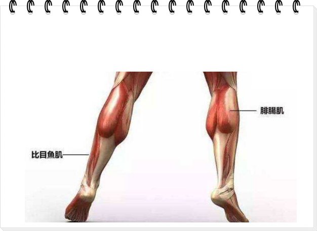 腓肠肌和比目鱼肌区别
