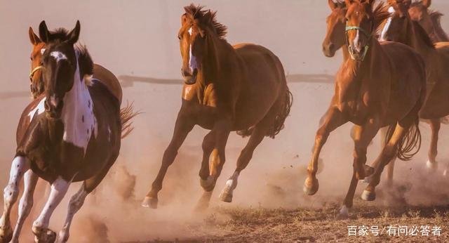 世界上最知名的种马有哪些?