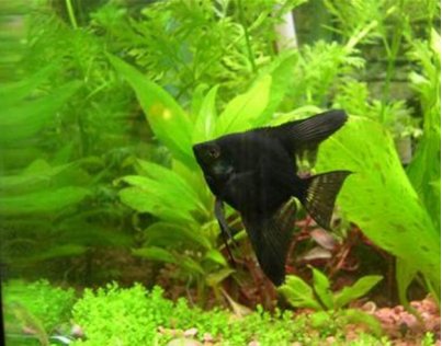 热带观赏鱼分几个品种