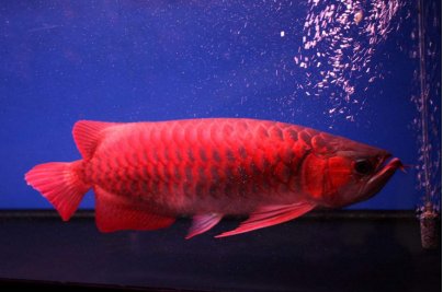 热带观赏鱼分几个品种