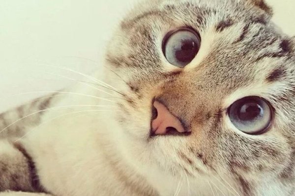 免费领养宠物的软件有哪些啊？那个好用？有宠APP好用吗