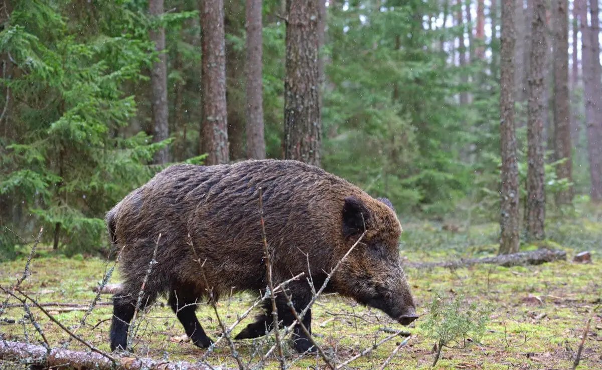 野猪毁坏农作物,四川67岁老妇与野猪田间抗争,你觉得野猪该不该保护?