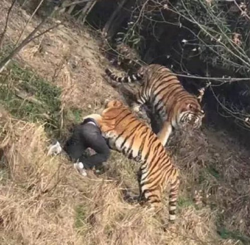 宁波老虎咬人是怎么回事？